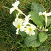 The primroses are out