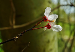 Blossom 3