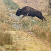 Le saut du bison