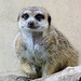 Meerkat from the archives