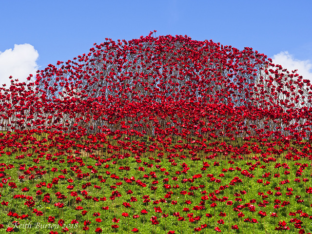 Poppies: Wave..........Fort Nelson, Portsmouth (4)