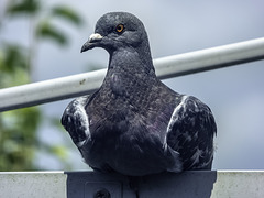 Pigeon sitting comfortably