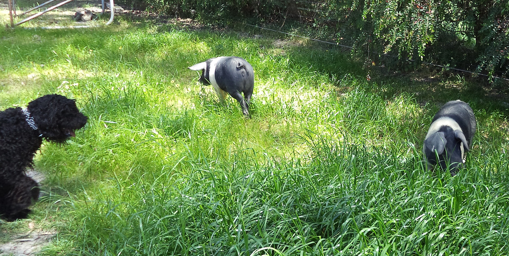 the piglets get a new paddock