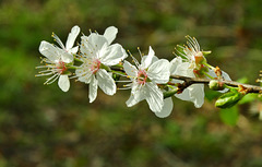 Blossom 2