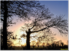 Tree's bare branches filtering the setting sun