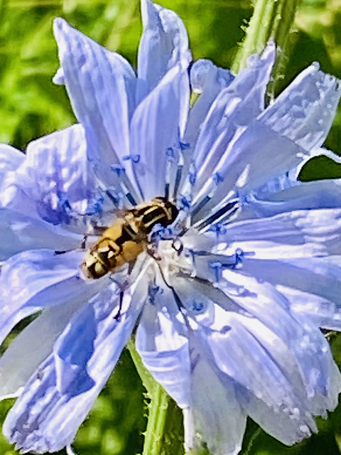 Insekt auf  einer Blüte der 'Gemeinen Wegwarte'.