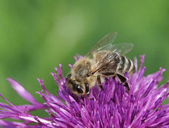 Westliche Honig Biene