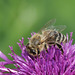 Westliche Honig Biene