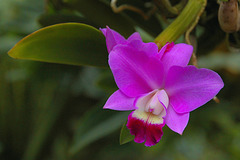 Orchidee - Cattleya walkeriana