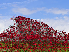 Poppies: Wave..........Fort Nelson, Portsmouth (6)