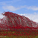 Poppies: Wave..........Fort Nelson, Portsmouth (6)