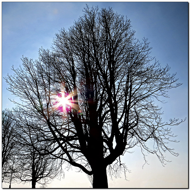 Baum | Sonne