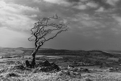 Dartmoor - 20160322-2