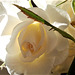 My gorgeous white rose