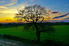 Lone tree sunset