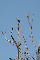 Киев, Цапли на засохшем дереве на острове Ольгин / Kiev, Herons on dried tree on the Olghin Island Киев, Цапли на засохшем дереве на острове Ольгин / Kiev, Herons on dried tree on the Olghin Island