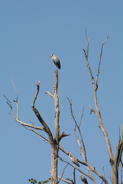 Киев, Цапли на засохшем дереве на острове Ольгин / Kiev, Herons on dried tree on the Olghin Island
