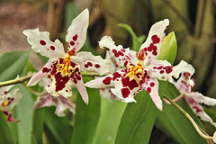 Orchidee - Beallara