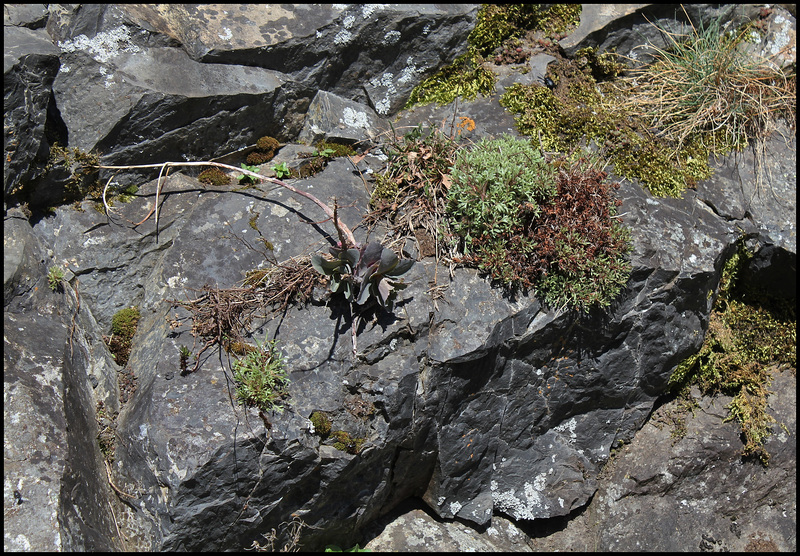 rocher à Hylotelephium et Saxigrage