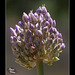 317/366: Garlic Marathon 9/9--Beautiful Garlic Flower