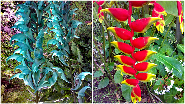 St.Lucia : Soufrière, Diamond Botanical Gardens - tropical flowers : Vite di giada e Heliconia pendula