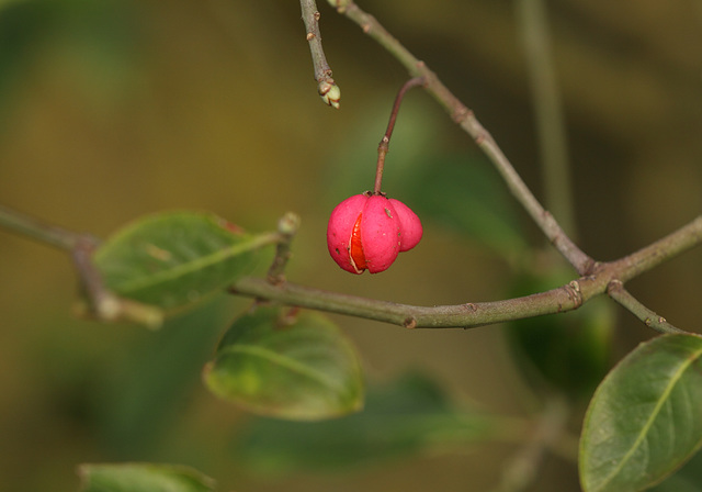 Spindle (Euonymus europaea) seedpod with orange seeds showing