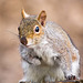 Squirrel posing (2)