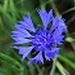Icône groupe Asteraceae- centaurea cyanus , bleuet