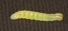 Caterpillar IMG_9477