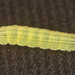 Caterpillar IMG_9477