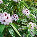 rhododendron-1210041-co-17-05-15