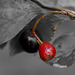 Cotoneaster Berries