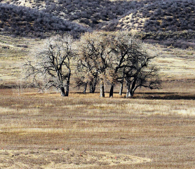 Winter Trees - Cathy Fromme Prairie Natural Area; City of Fort Collins Natural Areas