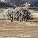 Winter Trees - Cathy Fromme Prairie Natural Area; City of Fort Collins Natural Areas