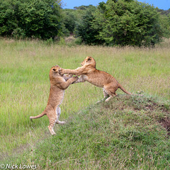 Lion cubs playing king of the hill