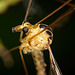 Das Insekt mit den langen Beinen :))  The insect with long legs :))  L'insecte aux longues pattes :))