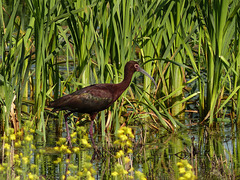 The exotic White-faced Ibis
