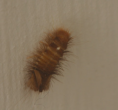 Carpet larva IMG_9761