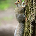 Squirrel posing (3)