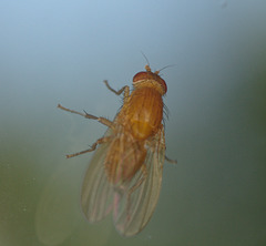 Fly IMG_9786