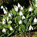 Snowdrops under the hedgerow