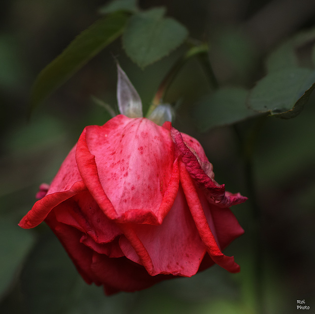 Tristesse d'une rose...., ses derniers jours!