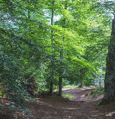 The woods at Relugas