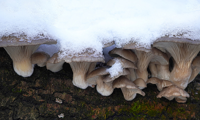 Austernpilze unter Schnee - Oyster mushrooms under snow