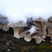 Austernpilze unter Schnee - Oyster mushrooms under snow