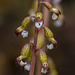 Corallorhiza odontorhiza (Autumn Coralroot orchid)