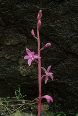 Hexalectris grandiflora (Giant Crested Coralroot orchid)