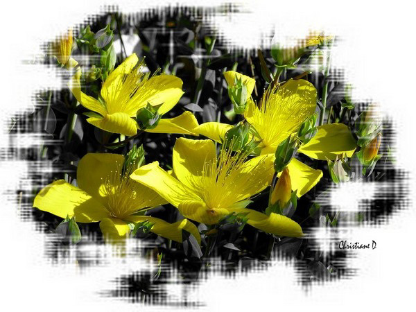 Fleurs de millepertuis ***  St. John's wort flowers