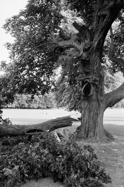 Tree Fall in Basingstoke - 1978