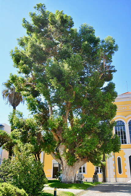 Lisbon 2018 – Museu da Água – Old tree